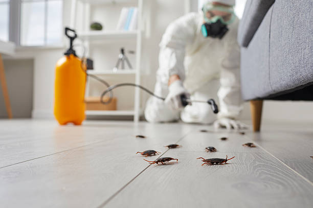 Commercial Kitchen Cockroach Control in Cleveland